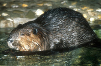 Castor canadensis - American Beaver