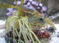 Image of: Sebastes nebulosus (china rockfish)