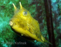 Lactoria cornuta - Horned Boxfish