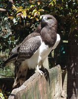 Black-breasted Snake-Eagle - Circaetus pectoralis