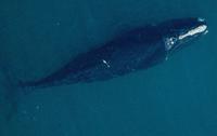 Northern Right Whale (Eubalaena glacialis)