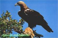Aguila imperial ibérica, Aquila adalberti