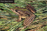 : Ptychadena subpunctata; Spotted Ridged Frog