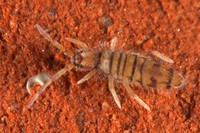 : Entomobrya multifasciata; Springtail