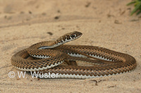 : Psammophis namibensis; Namib Sand Snake