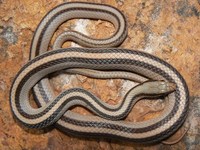 : Salvadora grahamiae; Patch-nosed Snake