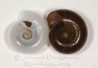 : Austroselenites alticola; Terrestrial Snail