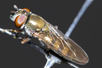 : Platycheirus sp.; Hover Fly