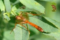Ophion luteus