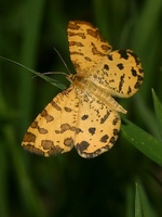 Pseudopanthera macularia - Speckled Yellow