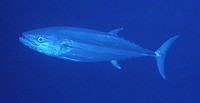 Gymnosarda unicolor, Dogtooth tuna: fisheries, gamefish