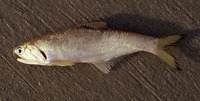 Lycengraulis batesii, Bates' sabretooth anchovy: fisheries