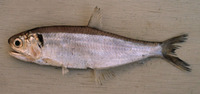 Thryssa mystax, Moustached thryssa: fisheries