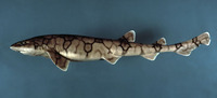 Scyliorhinus retifer, Chain catshark: