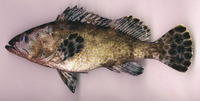 Epinephelus miliaris, Netfin grouper: fisheries