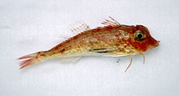 Lepidotrigla dieuzeidei, Spiny gurnard: fisheries