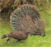 Malayan Peacock-Pheasant, Polyplectron malacense