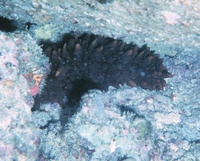 Stichopus chloronotus - Black Sea Cucumber