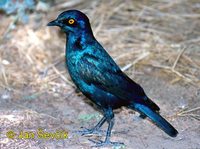 Lamprotornis nitens - Red-shouldered Glossy-Starling