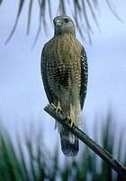 Image of: Buteo lineatus (red-shouldered hawk)