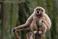 Hylobates lar - White-handed Gibbon