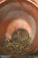 Mus musculus - Eastern House Mouse