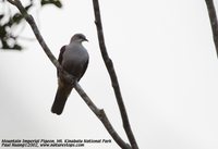 Mountain Imperial-Pigeon - Ducula badia