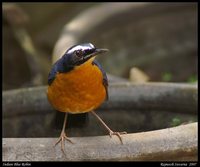 Indian Blue Robin - Luscinia brunnea