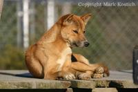 New Guinea Singing Dog, Canis lupus hallstromi