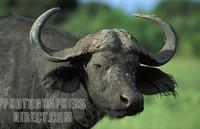 Buffalo ( Syncerus caffer ) , Queen Elisabeth NP , Uganda stock photo