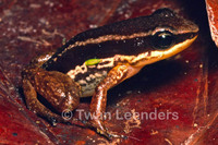 : Allobates talamancae; Striped Rocket Frog