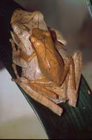 : Polypedates eques; Saddled Tree Frog