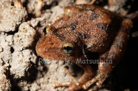 : Scinax fuscovarius