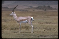 : Gazella granti; Grant's Gazelle