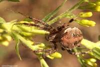 : Neoscona arabesca; Orb Weaver Spider