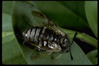 : Zaraea inflata; Honeysuckle Sawfly