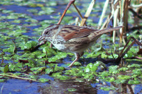 Swamp Sparrow Melospiza georgiana