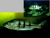 Cichla ocellaris, Peacock cichlid: fisheries, aquaculture, gamefish, aquarium