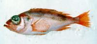 Sebastes mentella, Deepwater redfish: fisheries