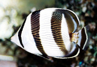 Chaetodon striatus, Banded butterflyfish: aquarium