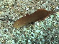 Liparis mucosus, Slimy snailfish: