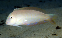 Xyrichtys novacula, Pearly razorfish: fisheries, gamefish, aquarium