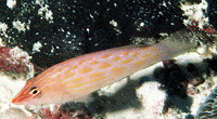 Pseudocheilinus octotaenia, Eight-lined wrasse: aquarium