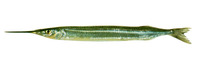 Hyporhamphus ihi, Garfish: fisheries