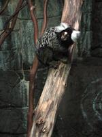 Image of: Callithrix jacchus (white-tufted-ear marmoset)