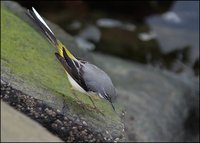 Motacilla cinerea - Grey Wagtail