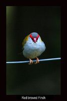 Red browed Finch