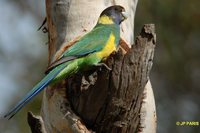 Port Lincoln Parrot - Barnardius zonarius