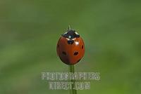 Seven spot ladybird ( Coccinella septempunctata ) stock photo