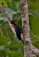 Andaman-Woodpecker